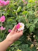 تور گلاب گیری کاشان