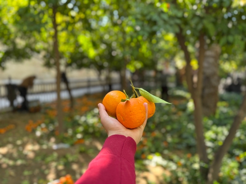 تور شیراز گردی