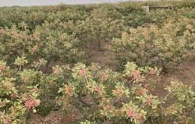 بازدید از باغهای پسته