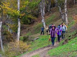 پیمایش مسیر جنگلی
