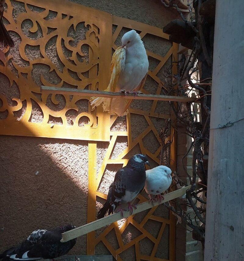 کاشان گردی یک روزه رو رزرو کن