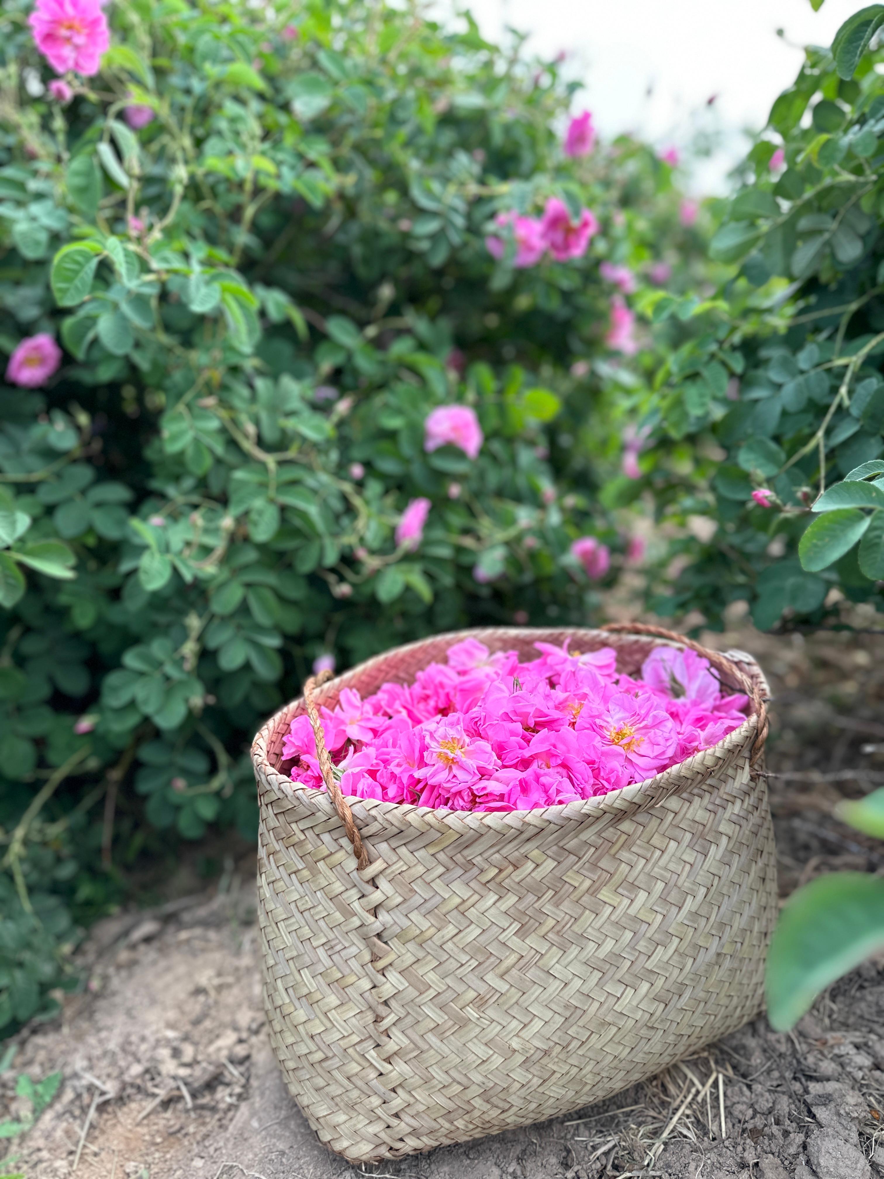 تور گلاب گیری کاشان
