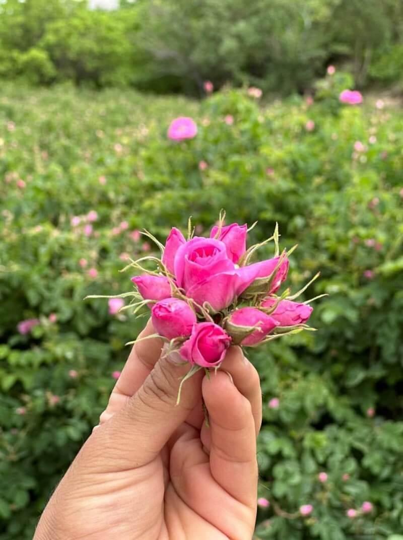 تور کاشان یک روزه نیاسر