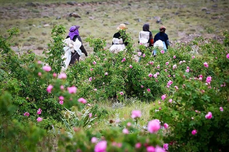 تور گلابگیری کاشان