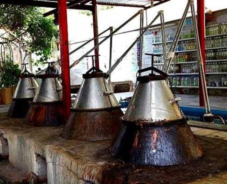 تور گلابگیری کاشان