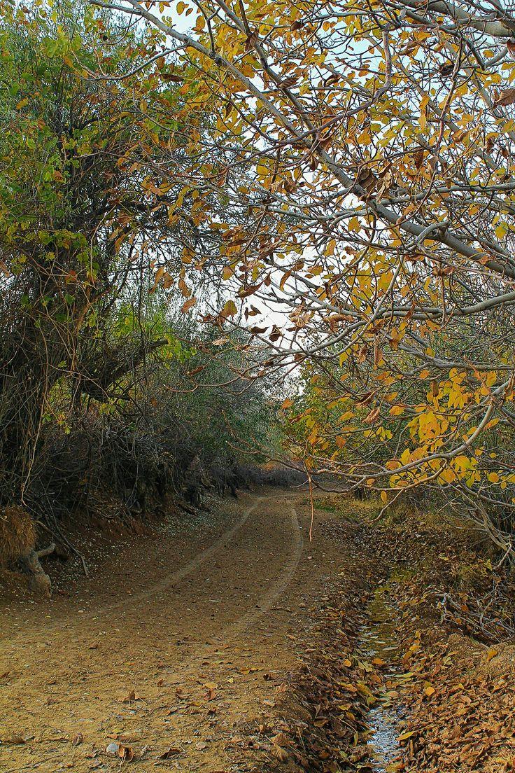 تور پاییزی