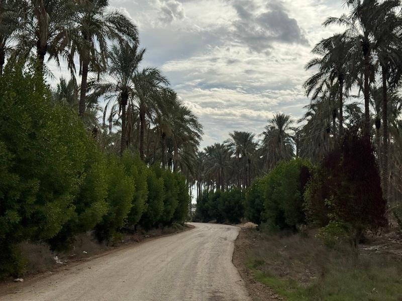 بوشهرگردی