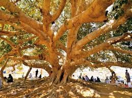 درخت انجیر معابد