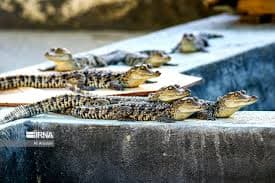 بازدید از برکه تمساحها (گاندو)