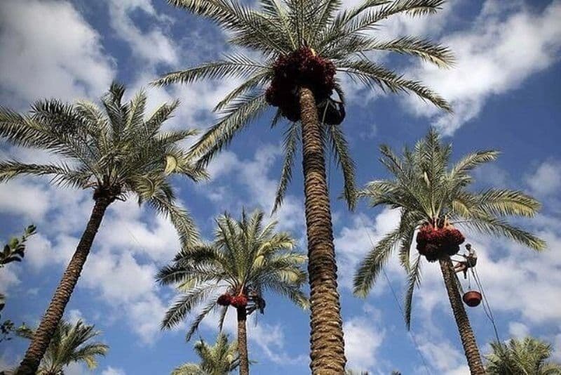 بازدید از نخلستان